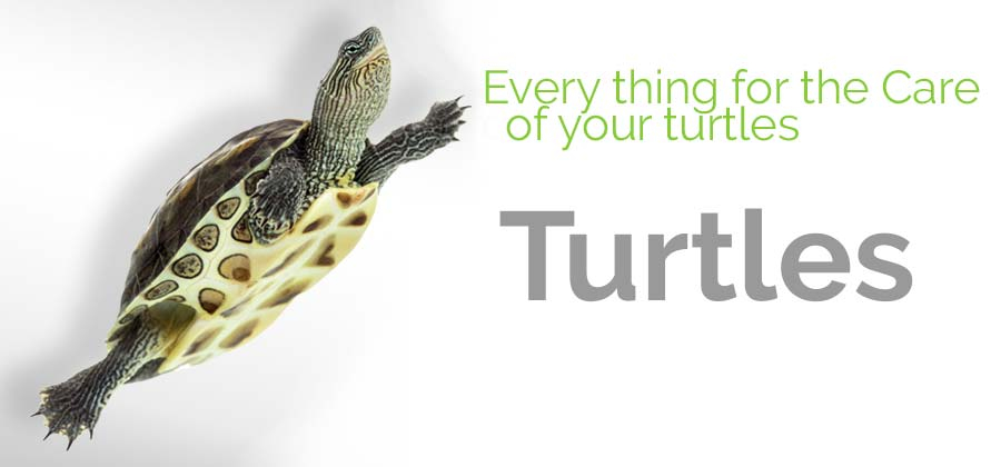 Turtle Products
